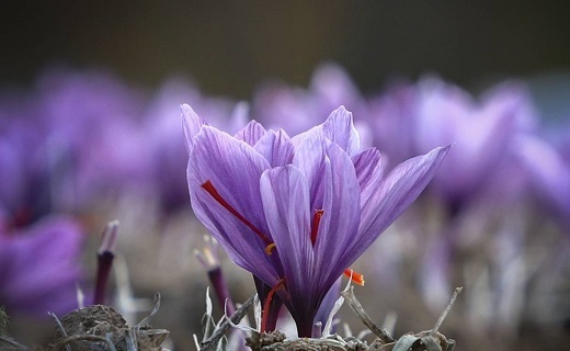 زعفران