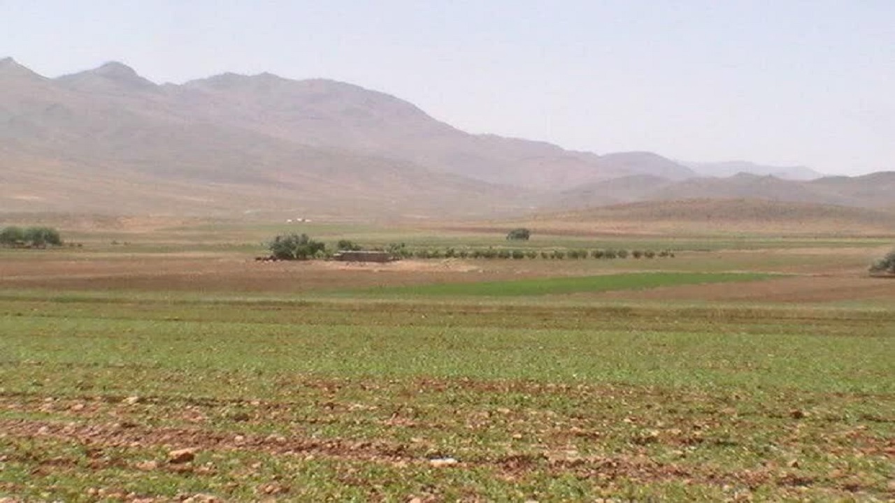 بیش‌از چهار هزار هکتار از مزارع کشاورزی خاش به زیر کشت پاییزه رفت