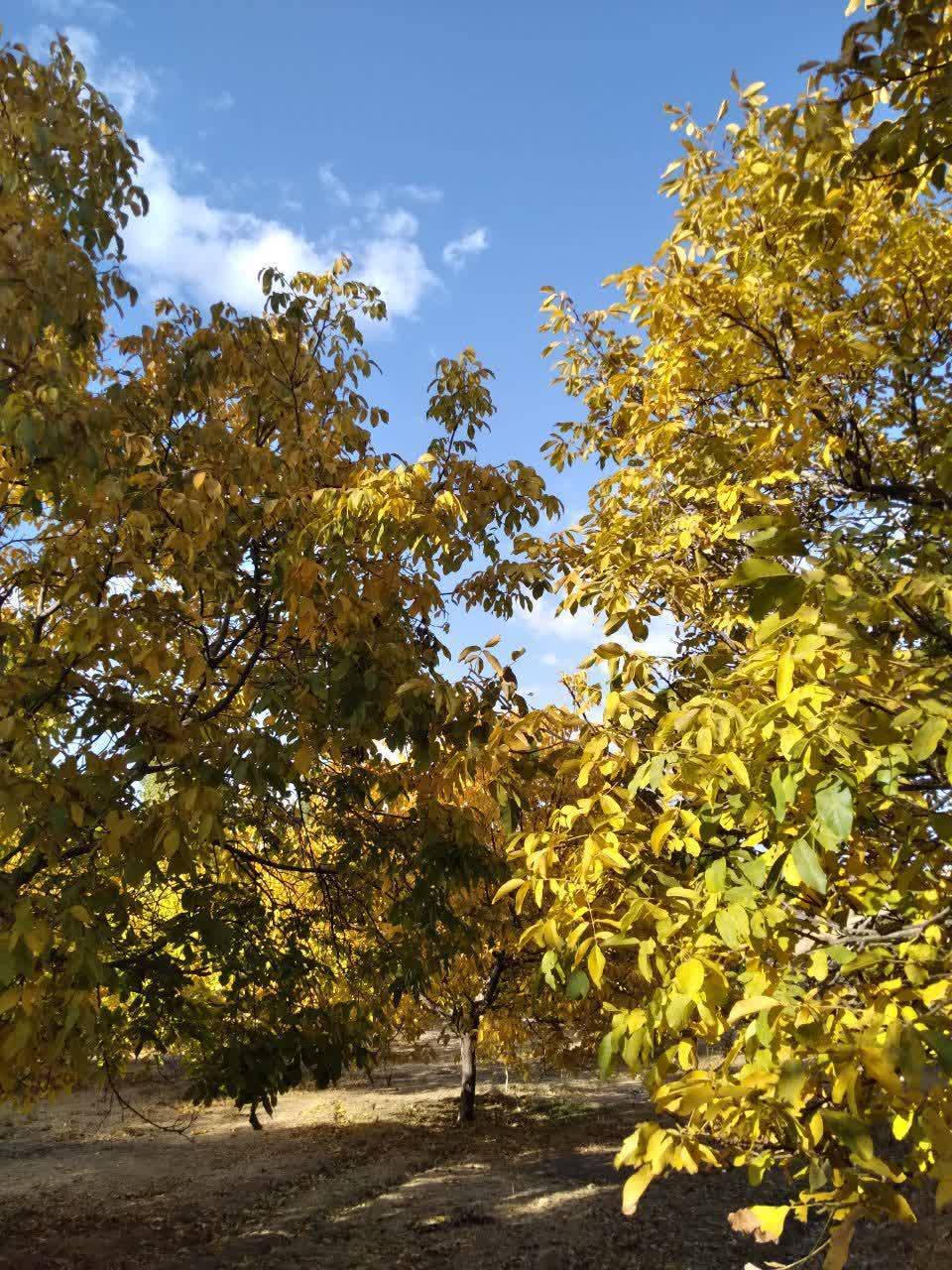 گردش یک روز پاییزی در روستای پشتوک + تصاویری