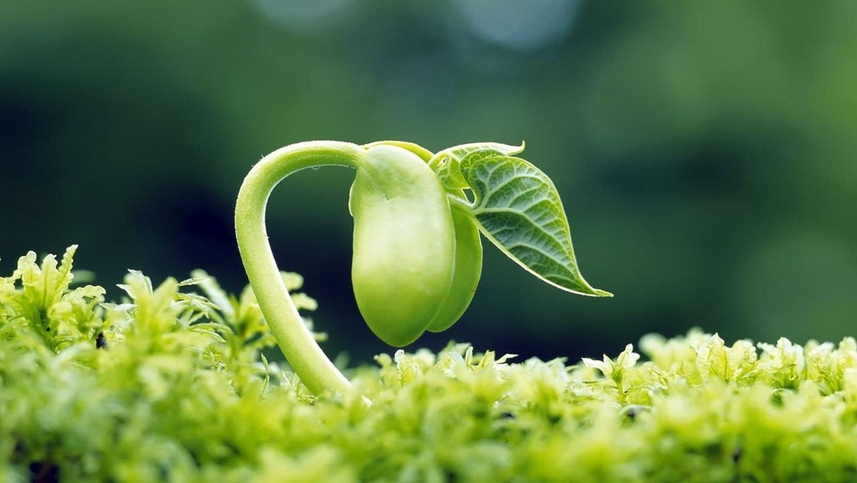 آموزش پیوند مرکبات در خانه + فیلم