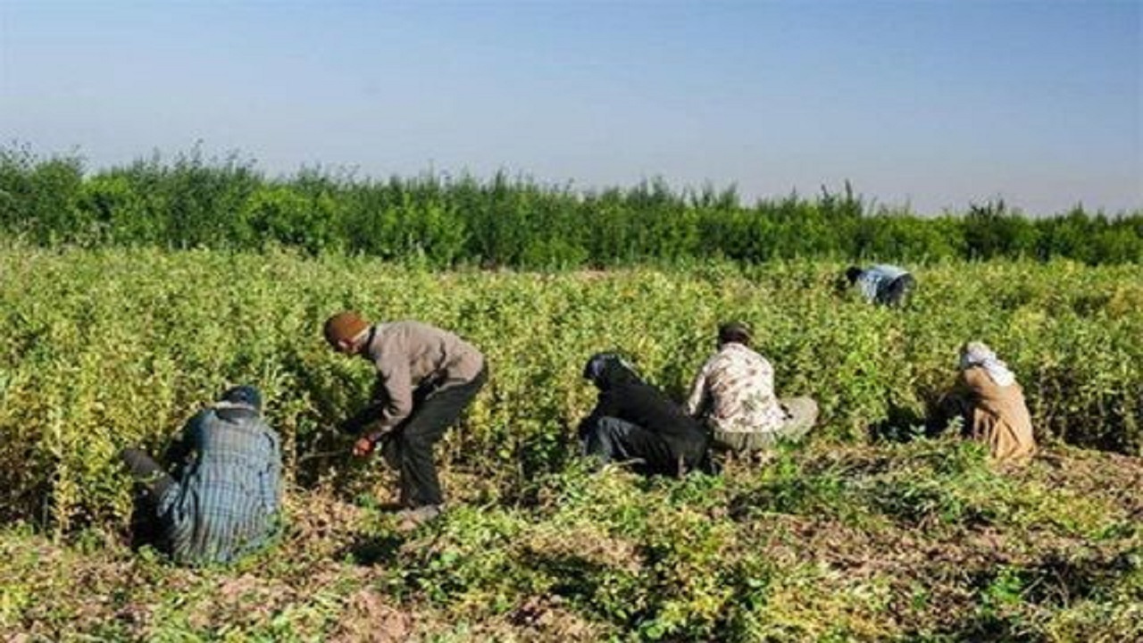 ایجاد و تقویت روستا‌های اشتغال محور ضروری است