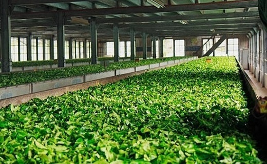 برگ سبز چای