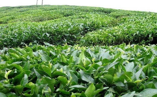 باغ چای