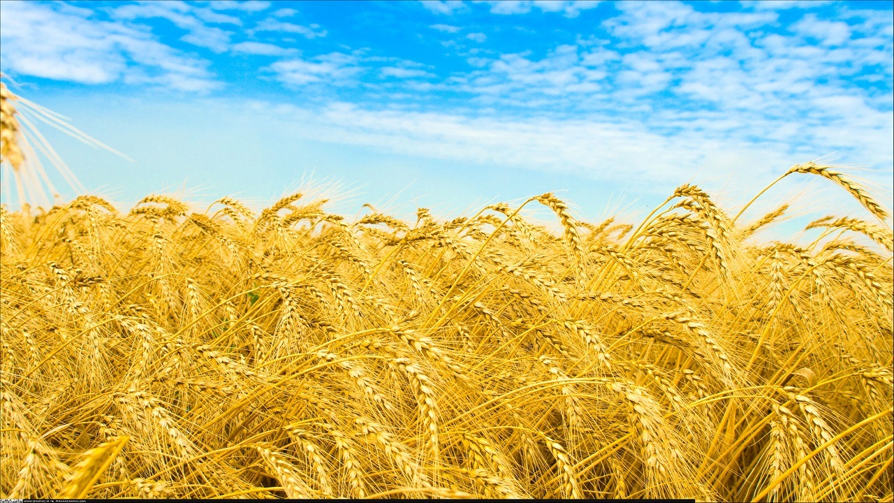 آغاز کاشت قراردادی گندم در خراسان رضوی
