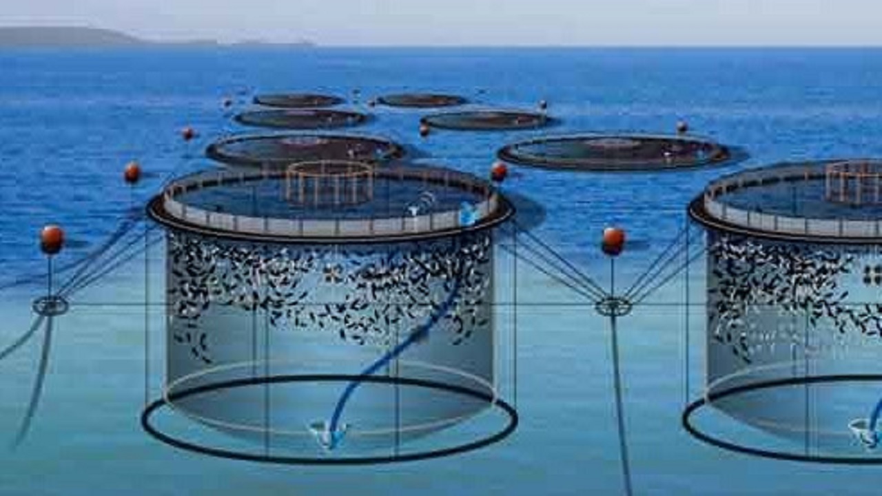 آخرین وضعیت طرح‌های پرورش ماهی در قفس در خوزستان
