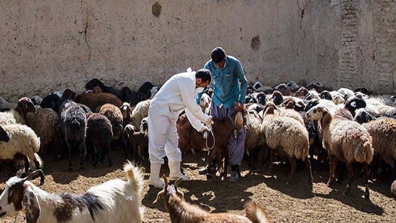 واکسیناسیون ۴۵۰ هزار راس دام عشایری در خراسان‌شمالی