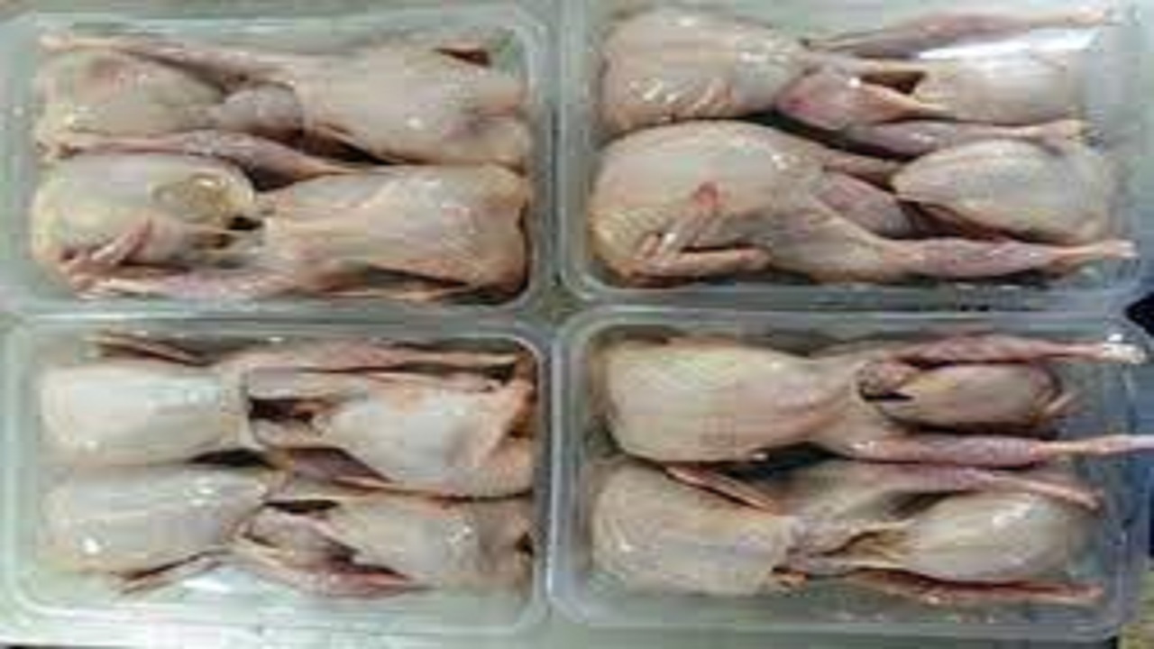 تولید سالانه ۲۱ تن گوشت بلدرچین در فامنین