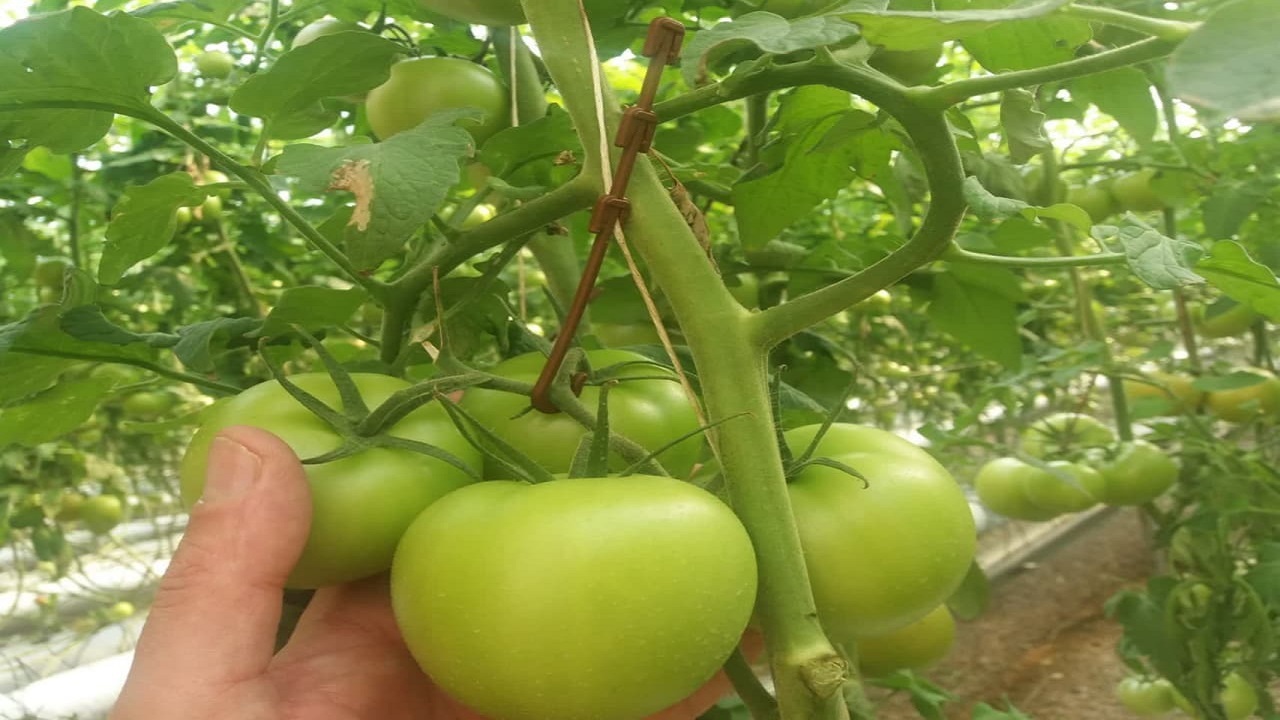 صادرات ۱۴۴ تن گوجه فرنگی گلخانه‌ای از تاکستان