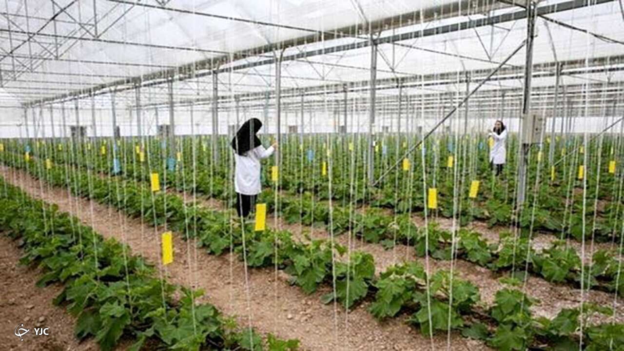 ۹ واحد گلخانه در مهاباد فعالیت دارند
