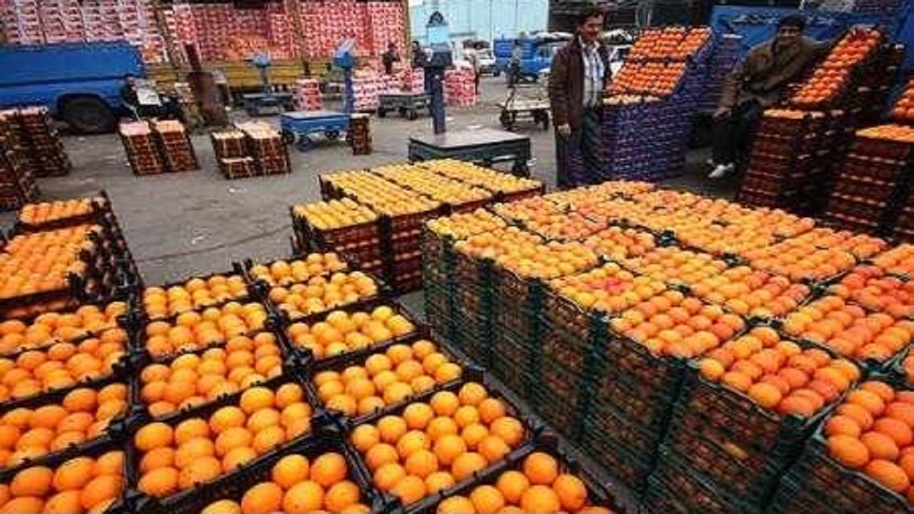 عرضه مستقیم مرکبات مازندران در تهران کلید خورد