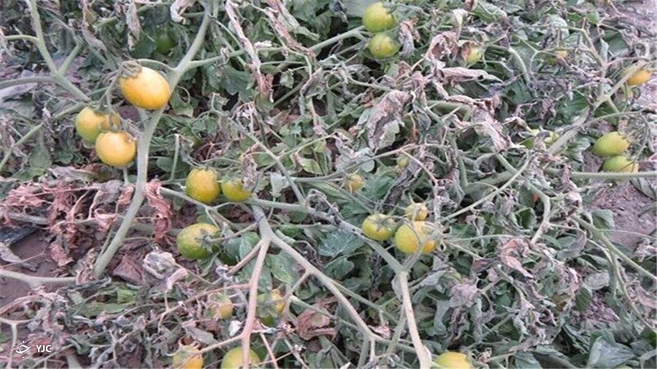 هشدار جهادکشاورزی درباره سرمازدگی محصولات کشاورزی