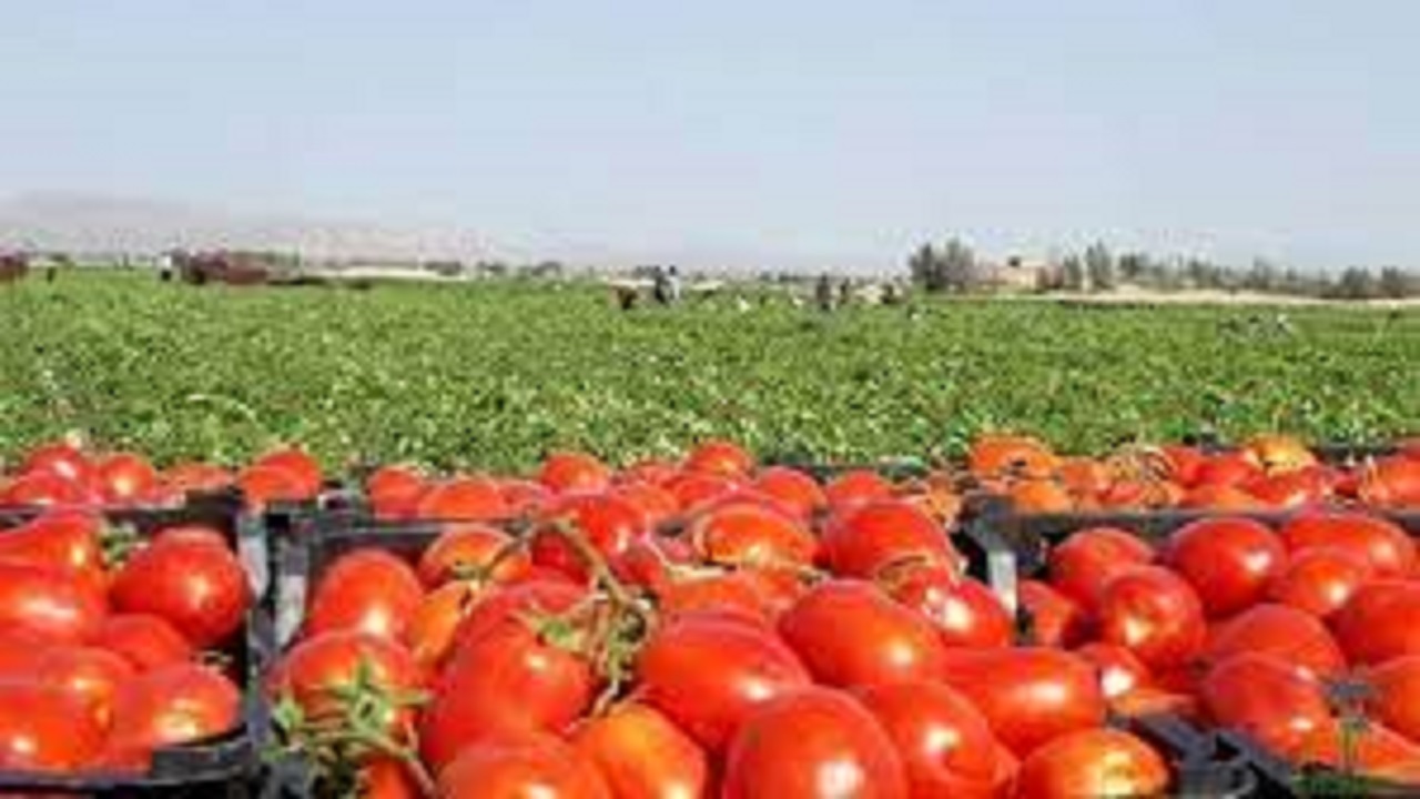 درخواست گوجه کاران گچسارانی روی میز معاون اول رئیس جمهور