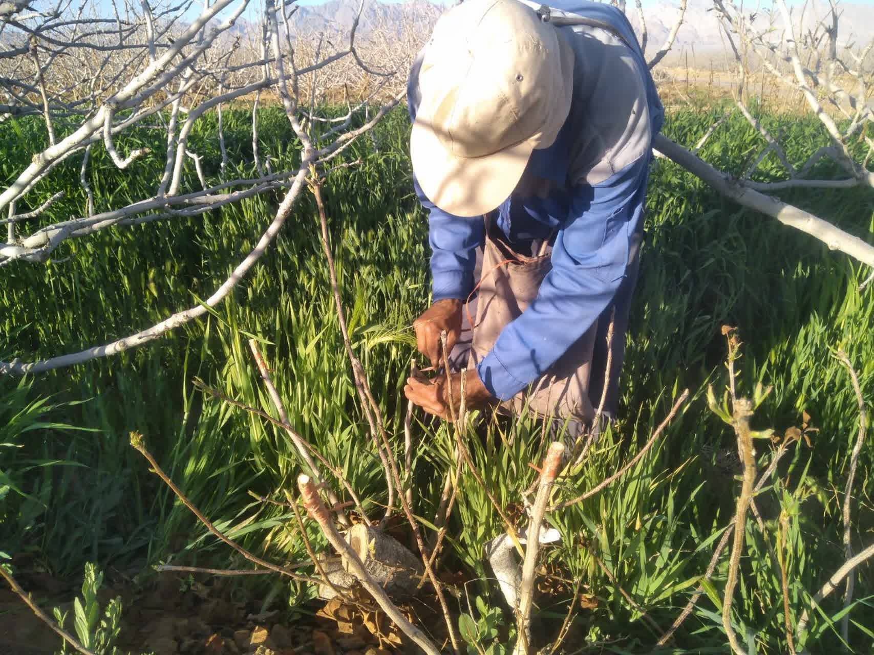 هرس درختان بادام