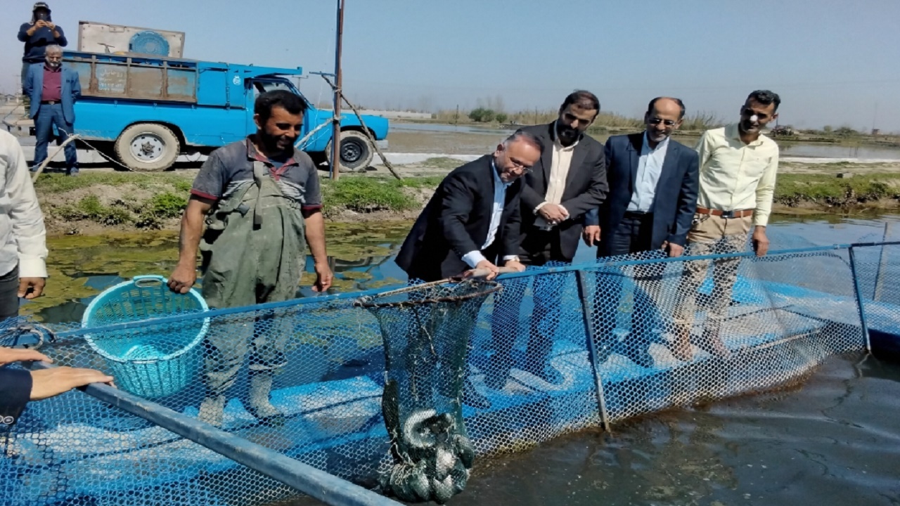 قزل آلای استخر‌های شالیزاری آمل وارد بازار شد