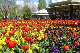 آغاز به کار جشنواره لاله ها در کرج+تصویر