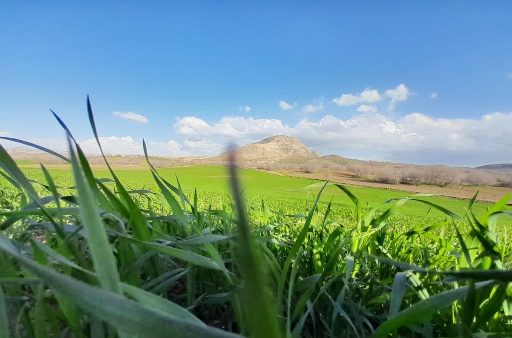نگاهی به دشت سرسبز روستای قرعلیوند + تصاویر