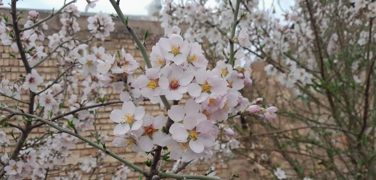 نگاهی به دشت سرسبز روستای قرعلیوند + تصاویر