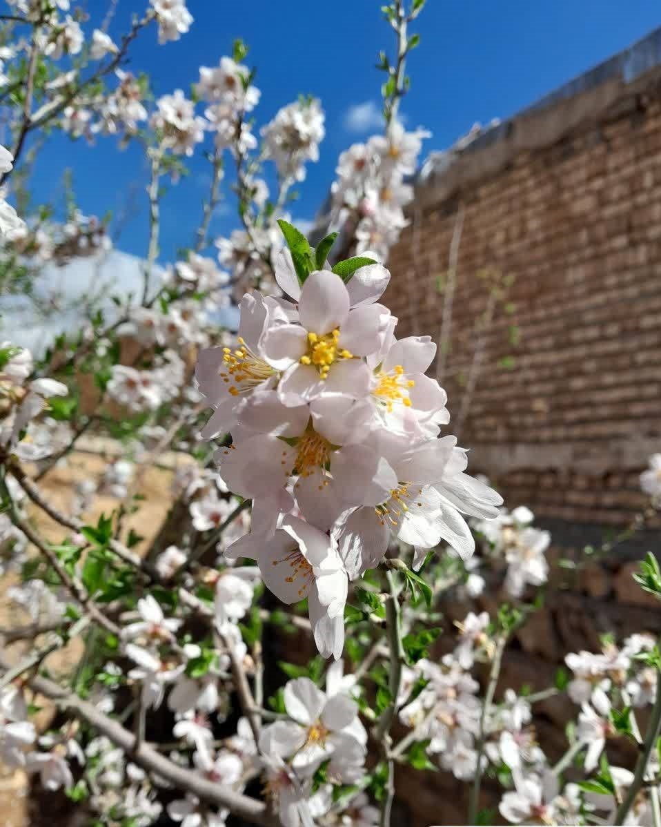 نگاهی به دشت سرسبز روستای قرعلیوند + تصاویر