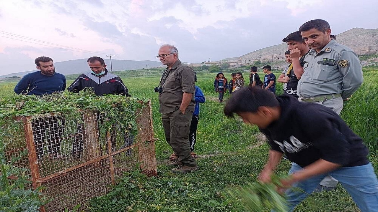 یک پلنگ از منطقه مسکونی به طبیعت باغملک هدایت شد