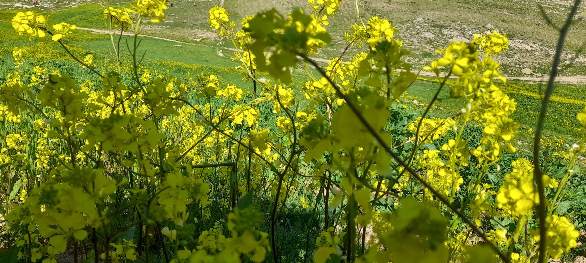 گل های رنگارنگ از