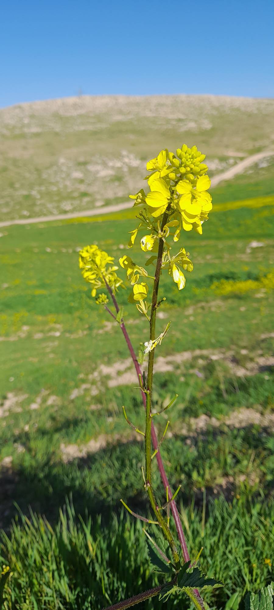 گل های بهاری کوهدشت از