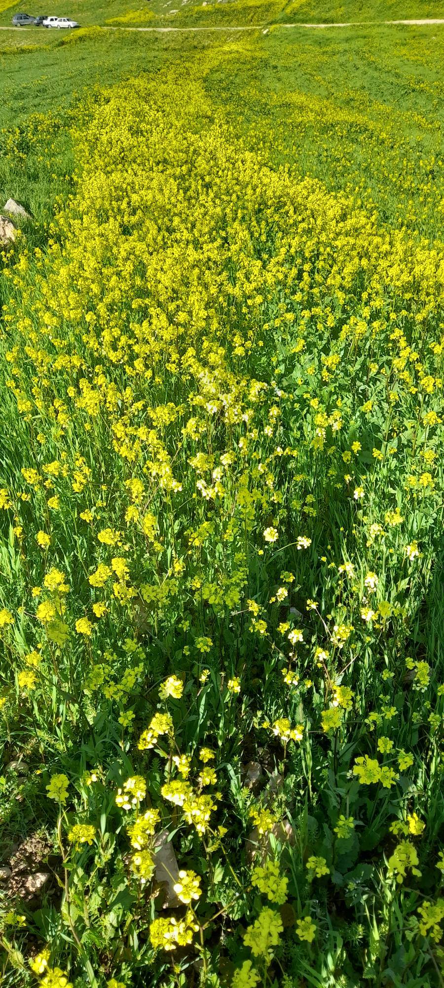 طبیعت شهرستان کوهدشت از