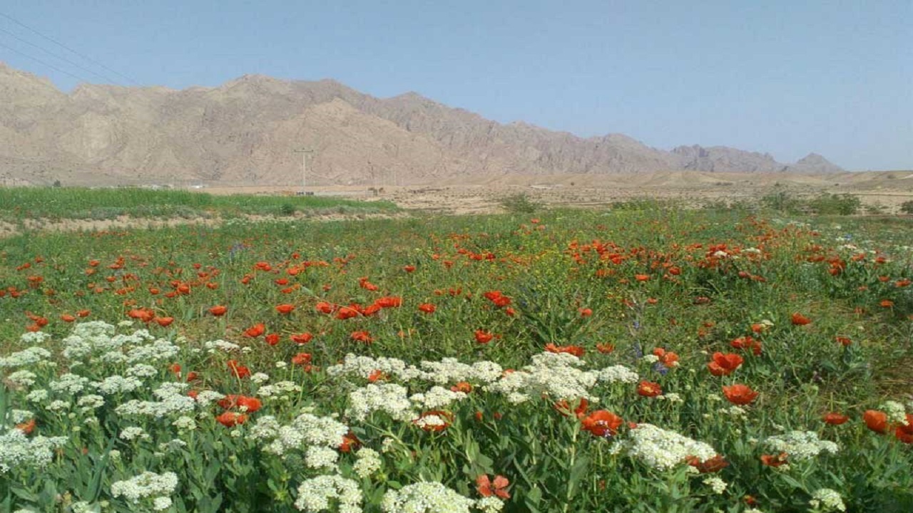 تصاویری از طبیعت بهاری روستای کرند + تصاویر