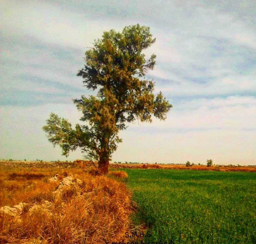 شکوفا شدن درختان از