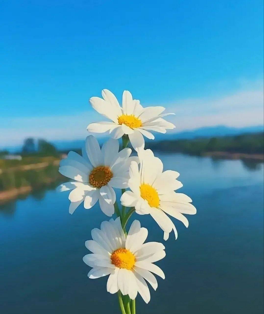 شکفتن گل در بهار از