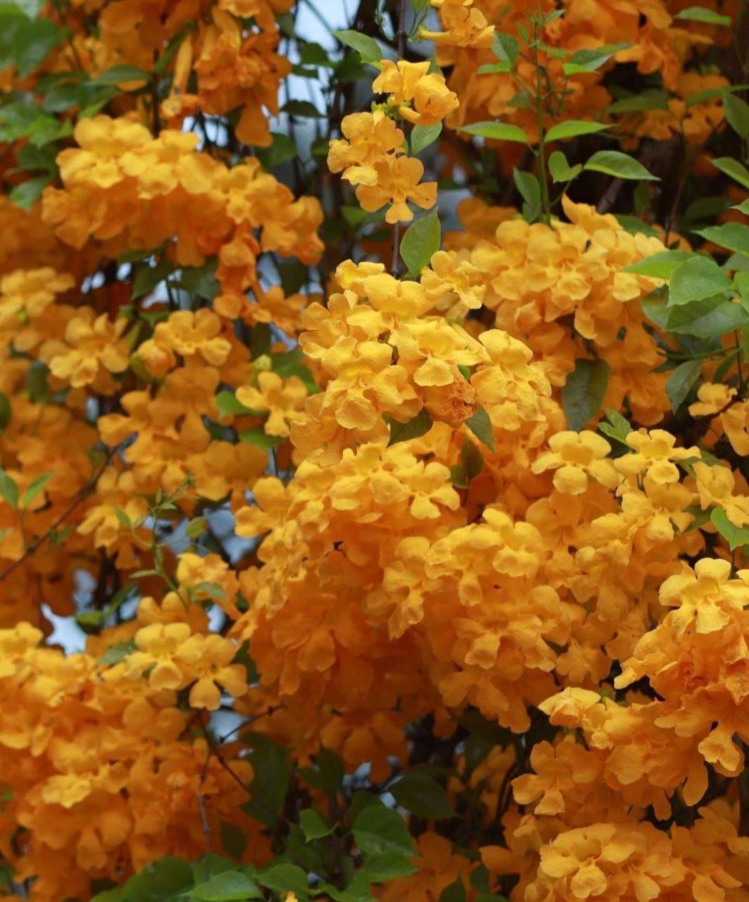 گل های بهاری از