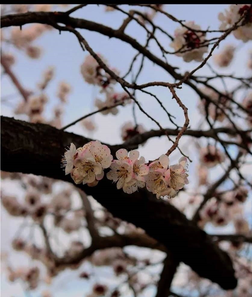 شکوفه زدن گل های بهاری از