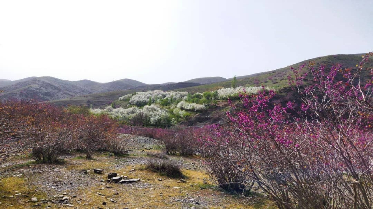 ذخیره‌گاه جنگلی ارغوان بردسکن ظرفیت تفرجگاهی منطقه است