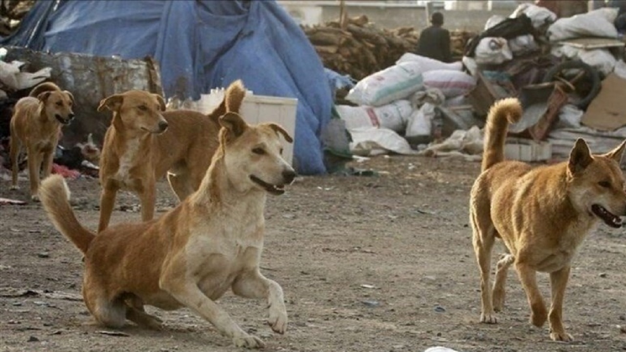 ۲هزار و ۴۹۱ مورد حیوان گزیدگی در بلوچستان در یک سال