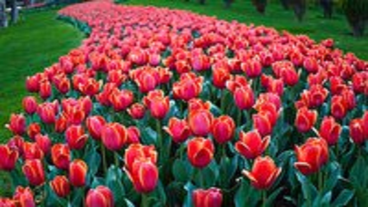 جشنواره‌ لاله‌های کرج در باغ گل ها روز طبیعت تعطیل است