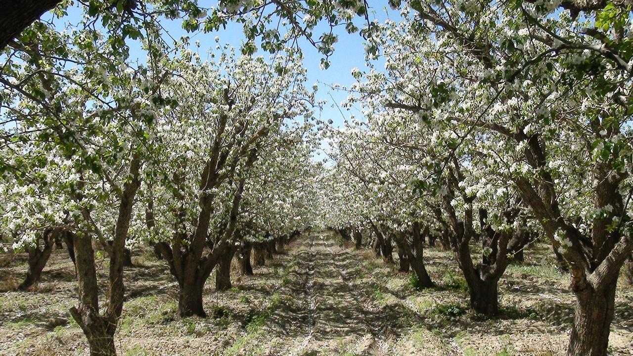 عدم امکان استفاده شهروندان از فضای داخلی باغ سیب مهرشهر در روز طبیعت
