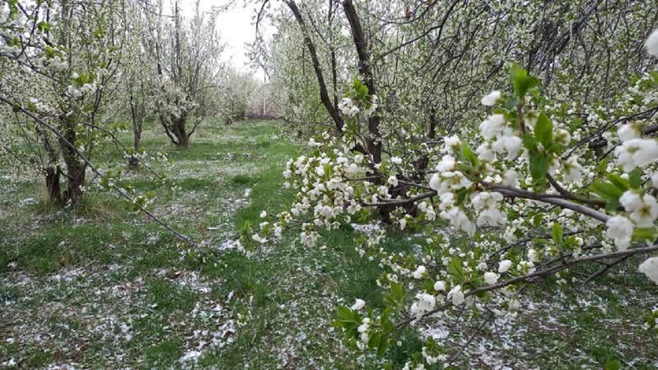 خسارت سرما به باغ‌های شهرستان مراغه
