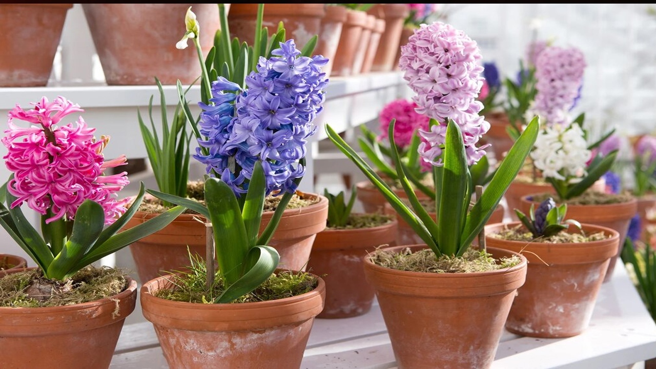روش نگهداری از پیاز گل سنبل برای سال بعد