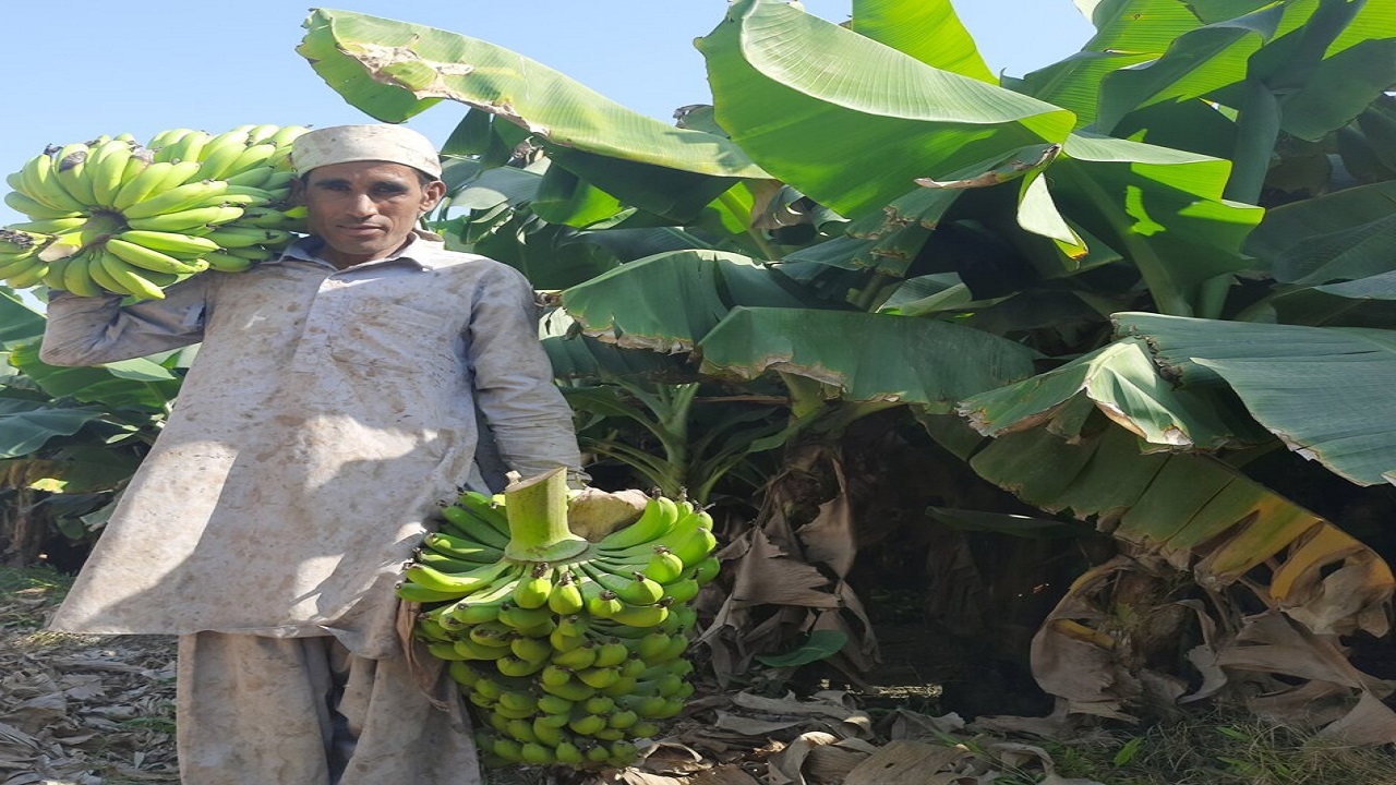 توسعه باغات موز جنوب سیستان و بلوچستان تا سطح ۱۰ هزار هکتار