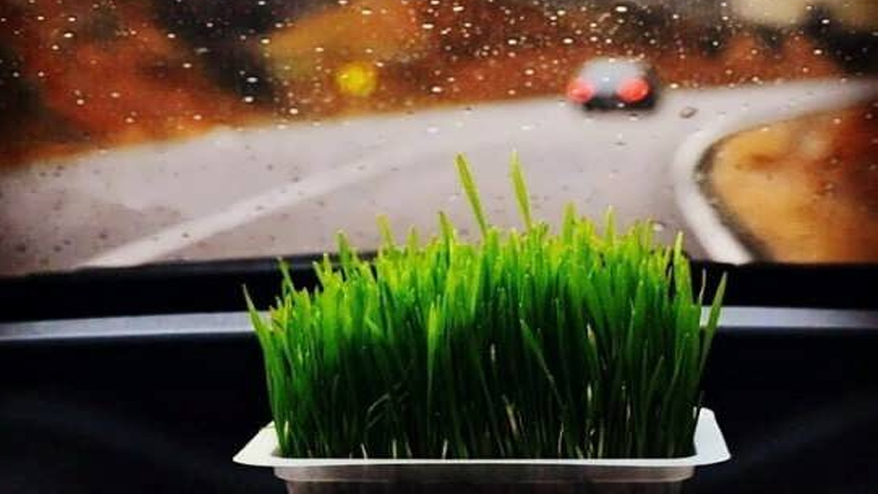 از  روز سیزدهم فروردین چگونه لذت ببریم؟