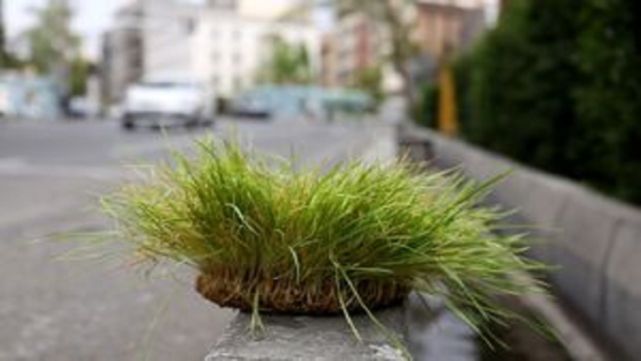 رانندگان در روز طبیعت سبزه عید را درسطح خیابان رها نکنند