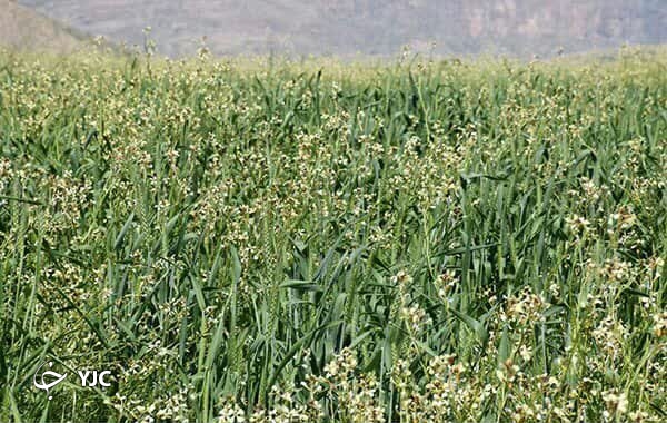 کشت گندم بر روی تل ۹ هزار ساله نورآباد ممسنی