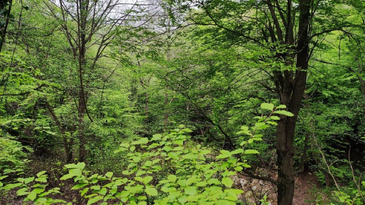 طبیعت بهاری روستای نظام محله در مازندران + تصاویر
