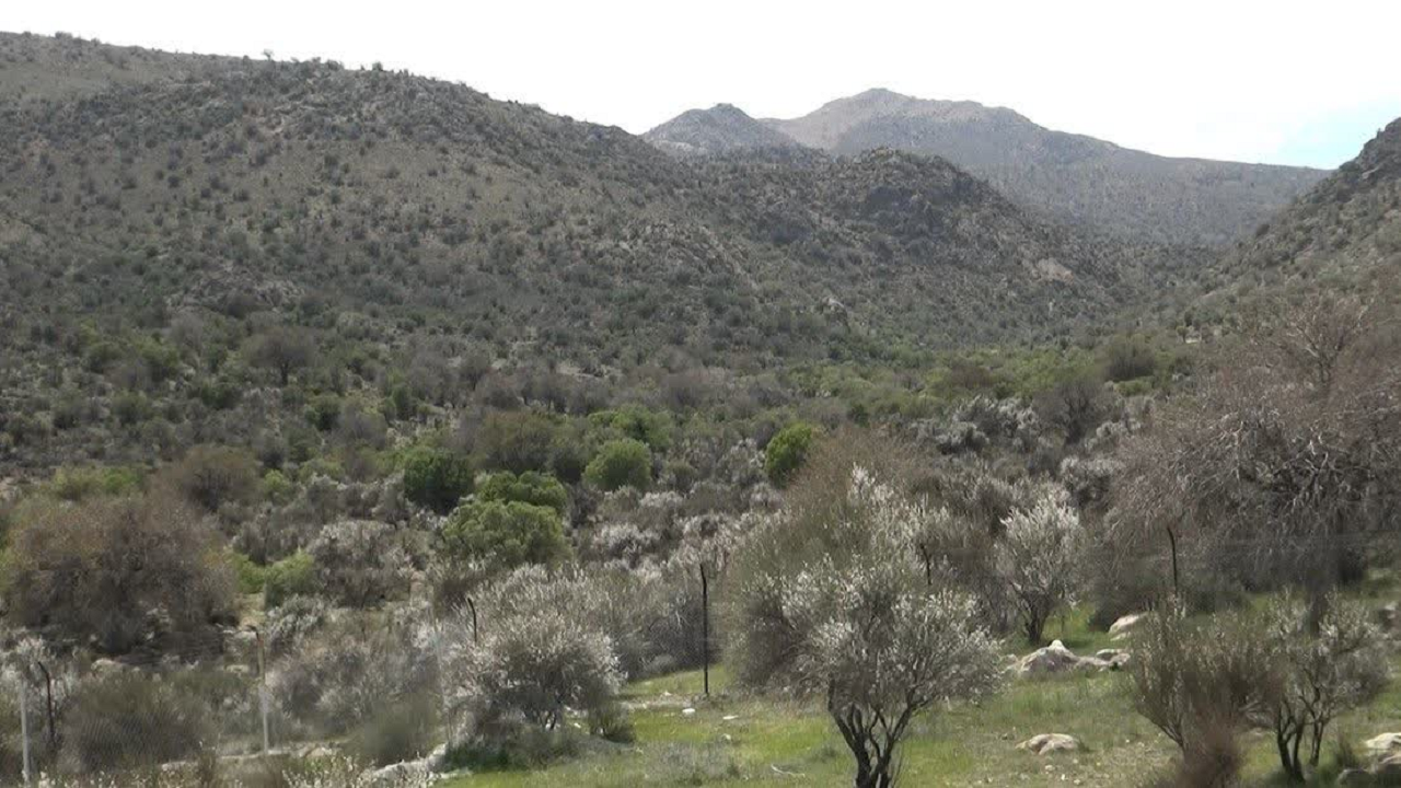جنگل باغ شادی نگینی سبز در دل کویر + فیلم