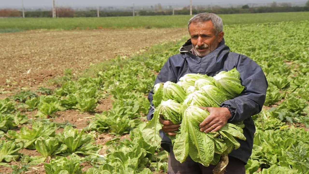 آغاز برداشت قدیمی‌ترین سبزی آبدار جهان در مازندران