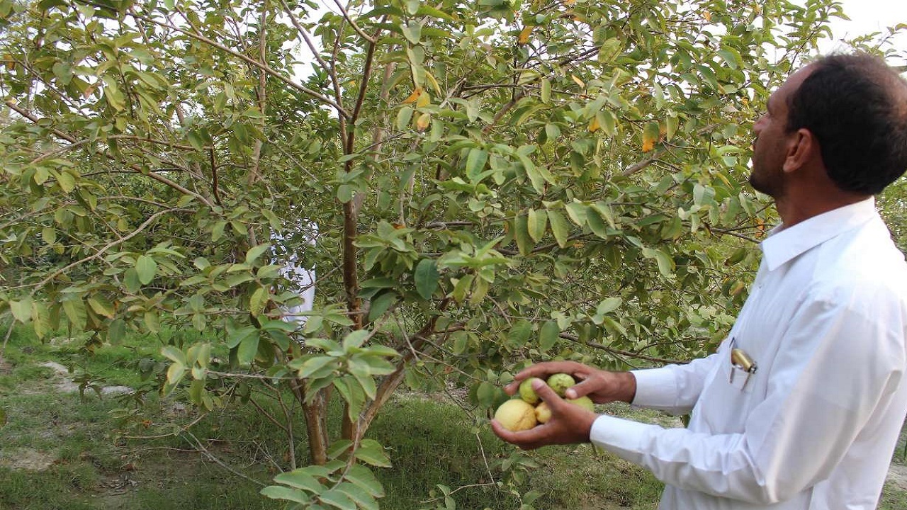برداشت میوه گرمسیری گواوا در سیستان و بلوچستان به پایان رسید