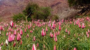 رویش لاله‌های بهاری در روستای شرب العین