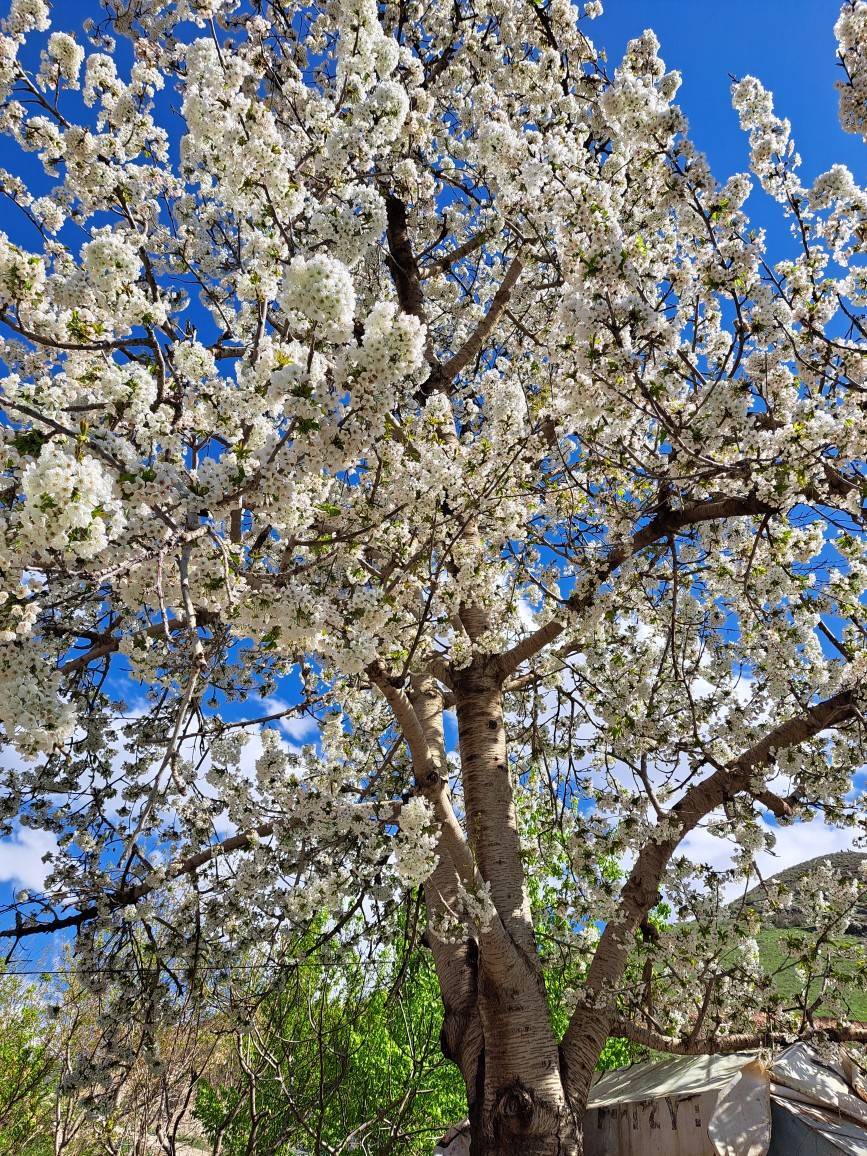 شکوفه های بهاری