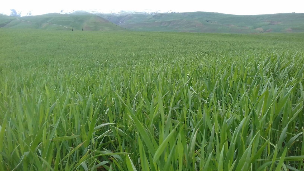 مزارع گندم شهرستان گرمی با پخش کود جان تازه گرفت + فیلم و تصاویر