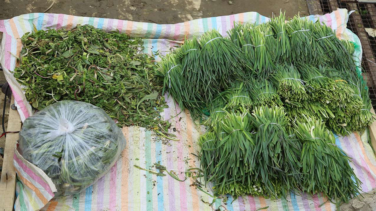 برداشت تجاری گیاهان مرتعی خوراکی ممنوع