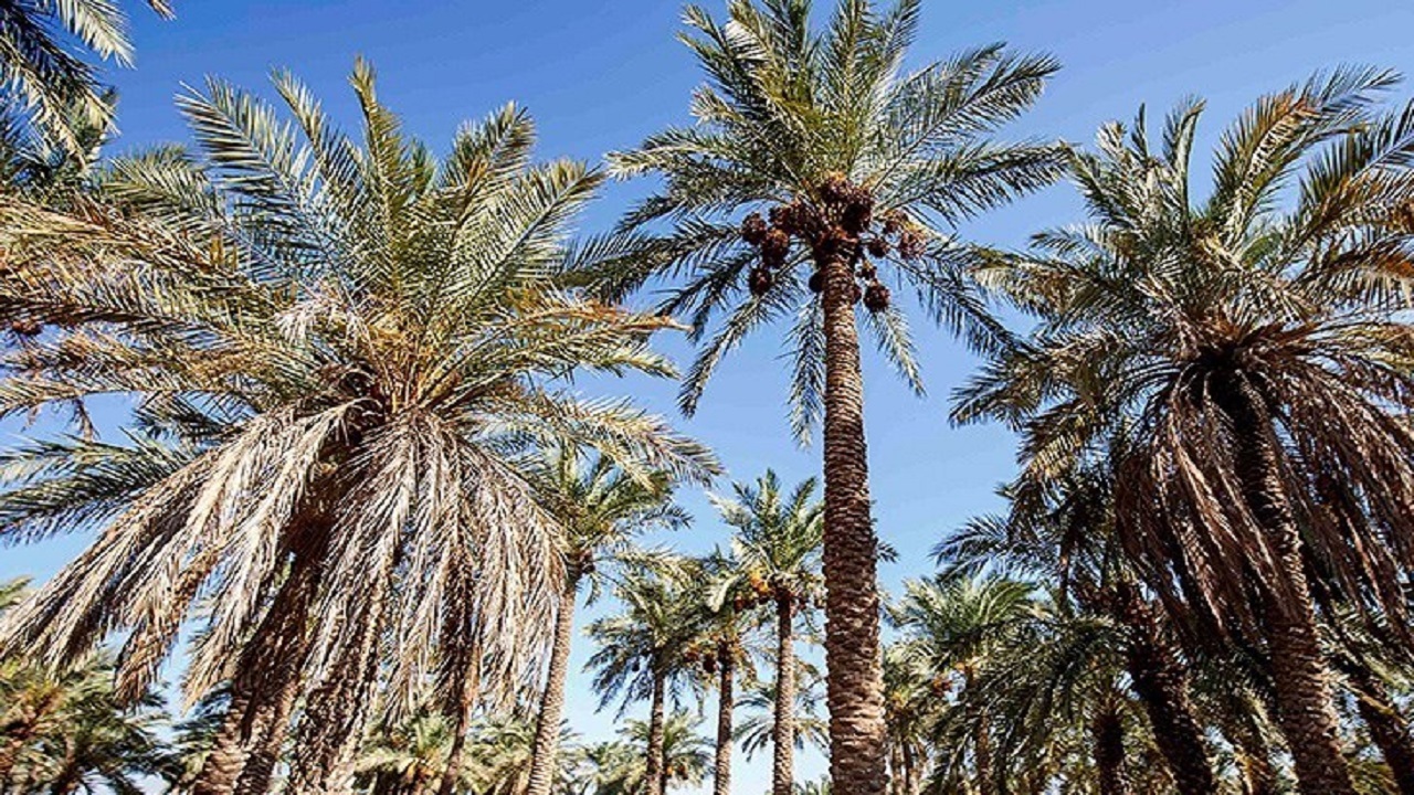 ۱۴۰۰۰ هکتار نخلستان در سیستان و بلوچستان ایجاد می‌شود